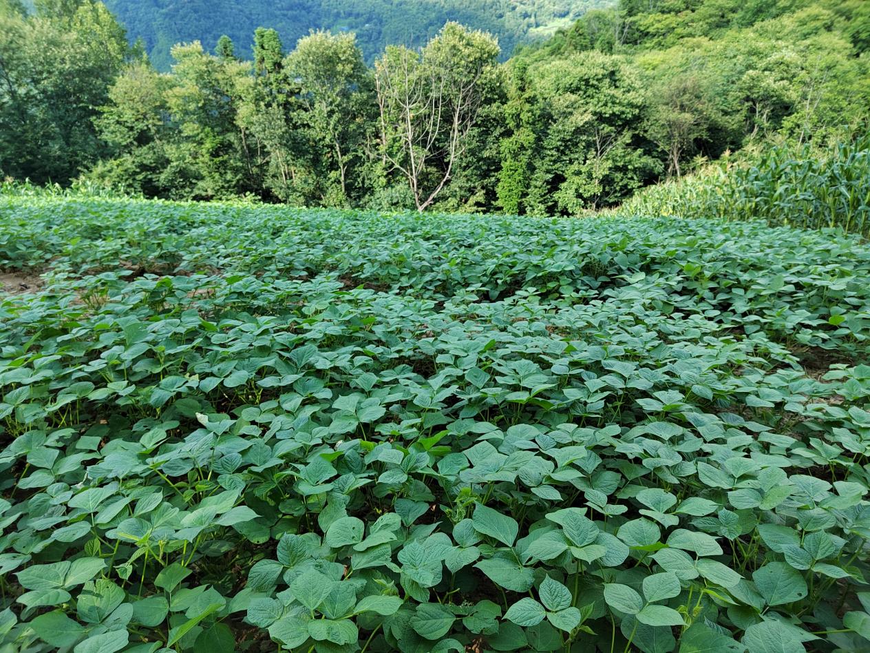 一片片碧绿茂密的大豆长势喜人