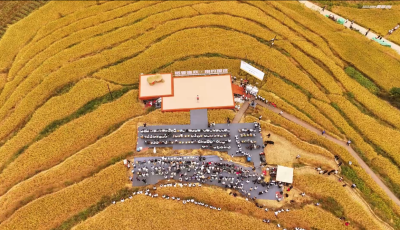 文彩稻旅融合示范区