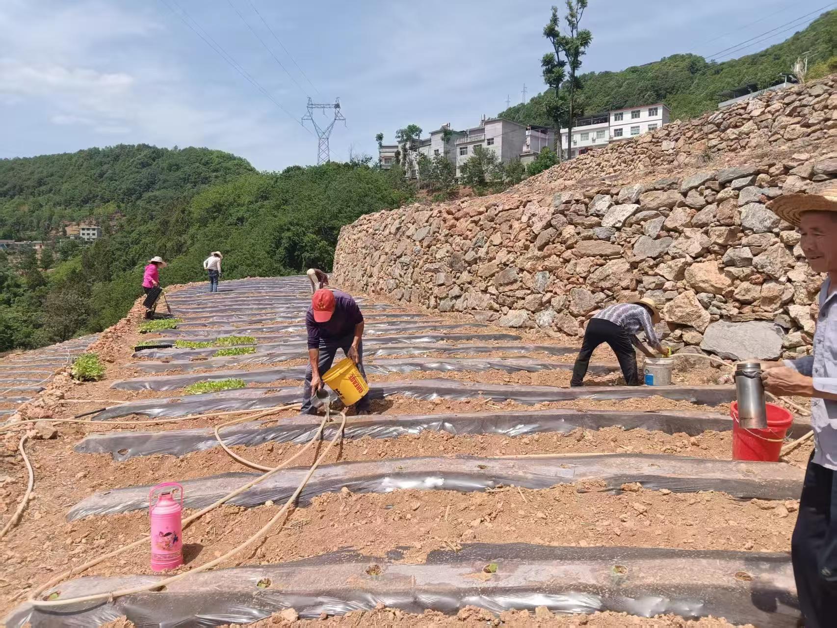 金坡村抗旱移栽