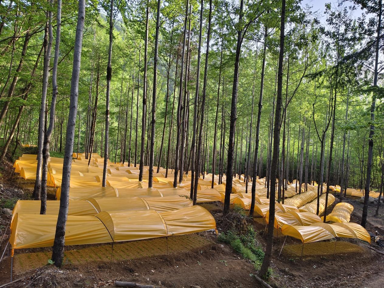 林下中药材基地