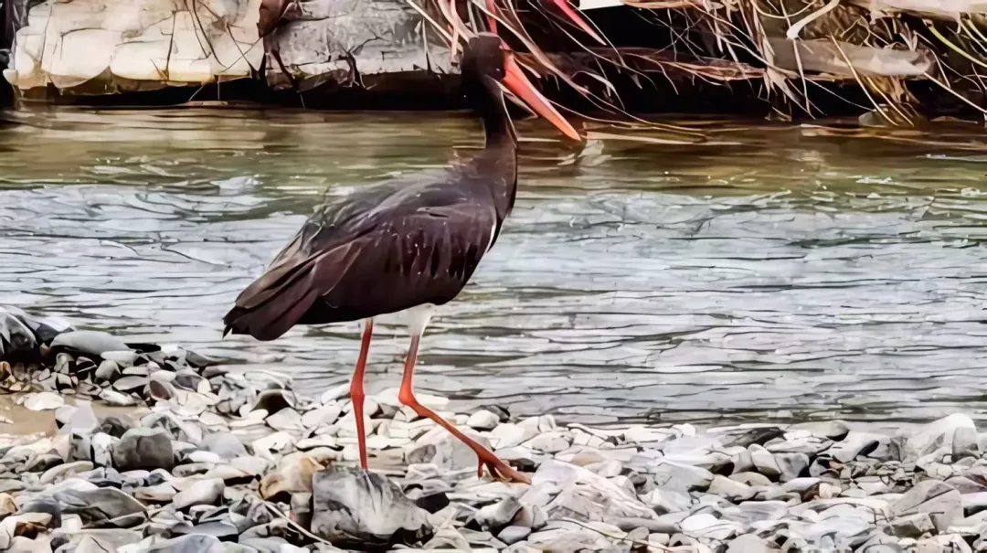 简篇-聚力环境整治，擦亮“干净两岭”生态名片