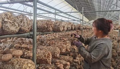 2a89ed78dc820e0339d22fc8a59d10f