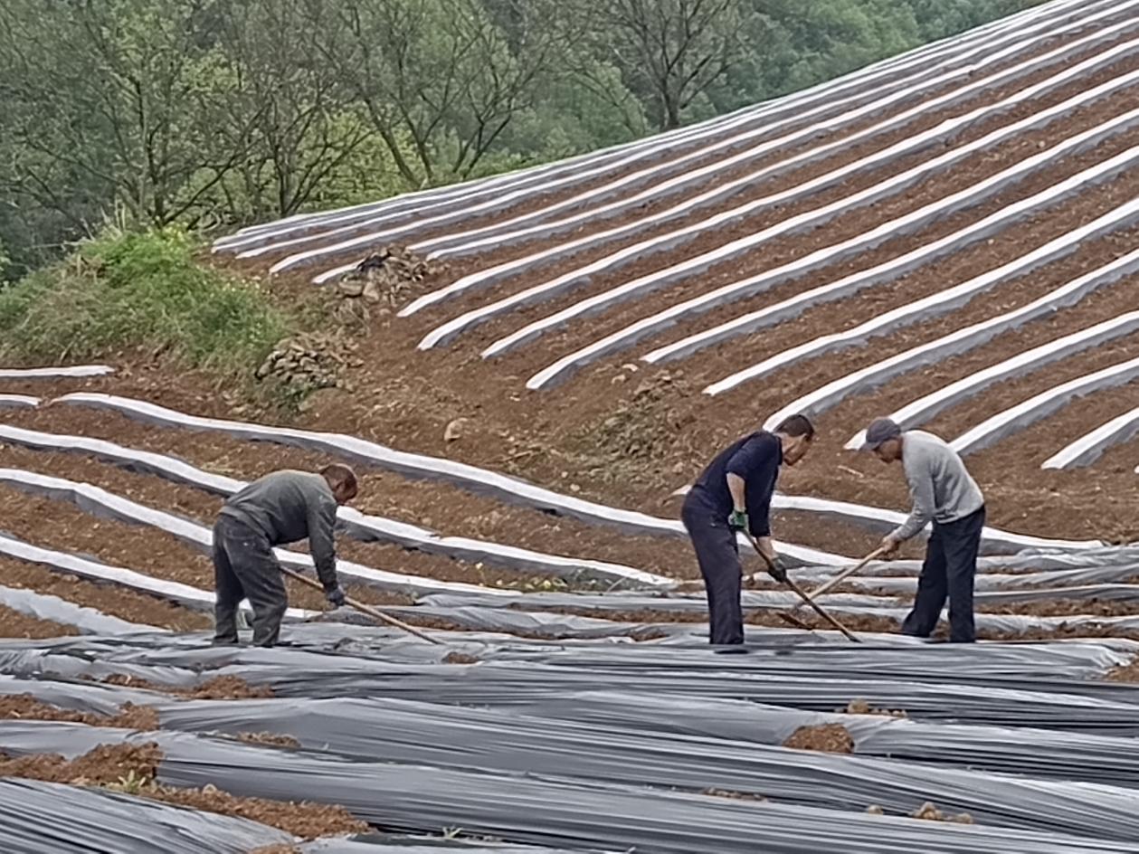 18849c31338d17ac1b4ef1e6123fadcc