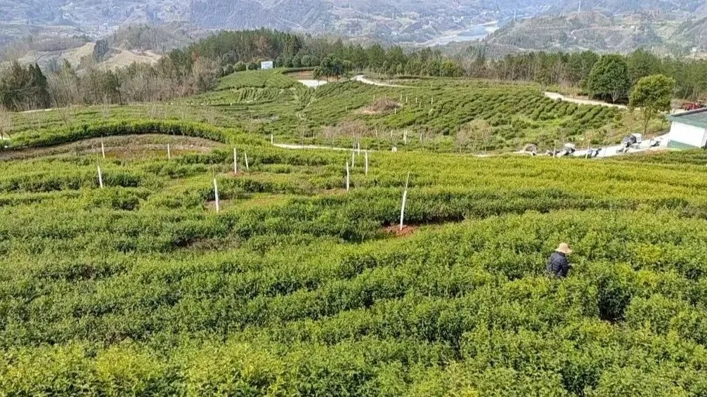 群英村.jpg